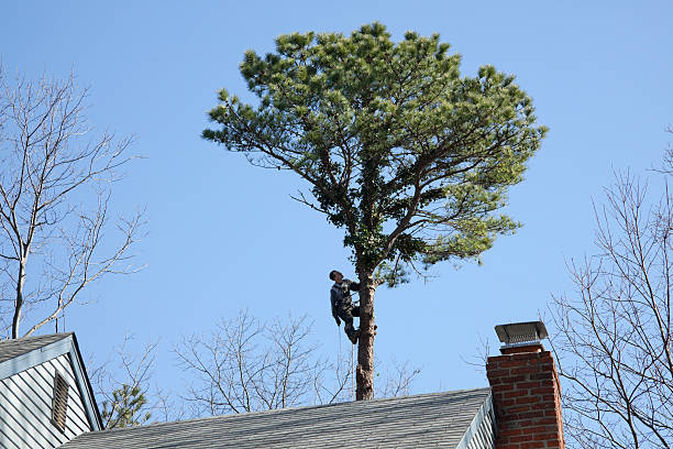 Best Commercial Tree Services  in Oakland, TN